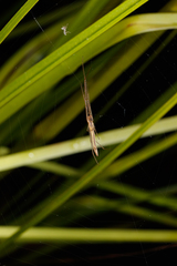 Tetragnatha caudata