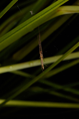 Tetragnatha caudata