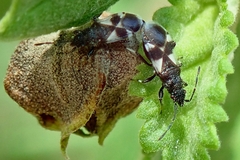 Oxycarenus bicolor