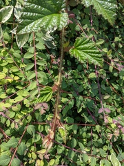 Rubus tricolor