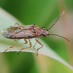 Heteroptera