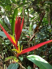 Heliconia venusta