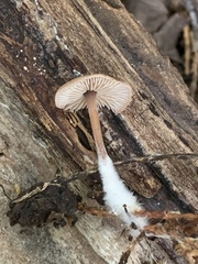 Baeospora