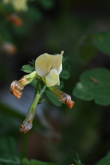 Vicia grandiflora