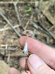 Baeospora