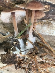 Baeospora