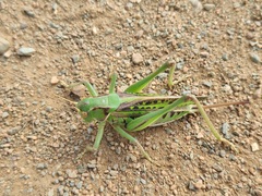 Gampsocleis sedakovii