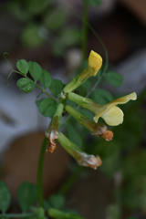 Vicia grandiflora
