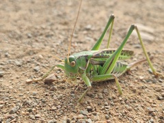 Gampsocleis sedakovii