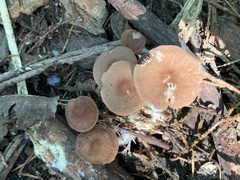 Baeospora