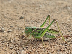 Gampsocleis sedakovii