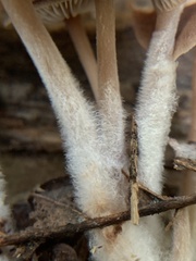Baeospora