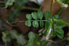 Vicia grandiflora