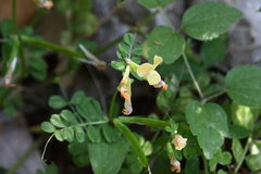 Vicia grandiflora