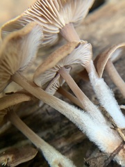 Baeospora