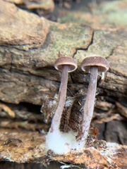Baeospora