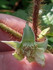 Rubus tricolor