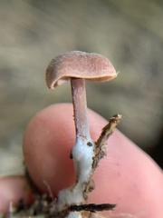 Baeospora
