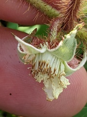 Rubus tricolor