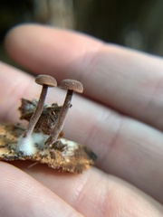 Baeospora