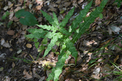 Galactites tomentosus