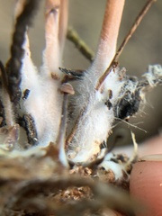 Baeospora