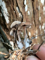 Baeospora