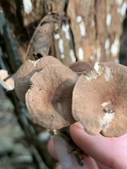 Baeospora