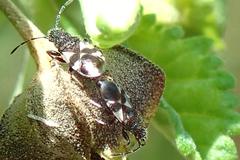 Oxycarenus bicolor