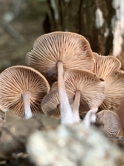 Baeospora