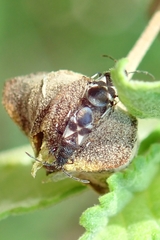 Oxycarenus bicolor