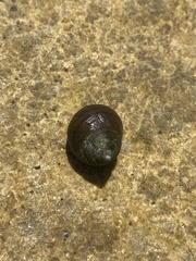 Littorina saxatilis