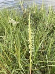 Sporobolus anglicus
