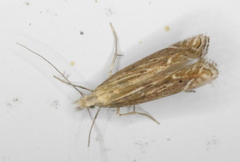 Isophrictis striatella