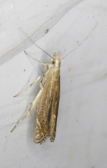 Isophrictis striatella