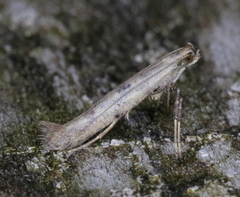 Caloptilia populetorum