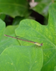 Ceriagrion olivaceum