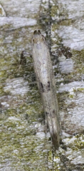 Caloptilia populetorum