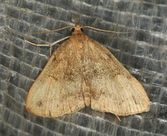 Phalaenostola eumelusalis