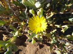 Malephora latipetala