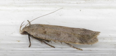 Anacampsis innocuella
