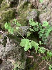 Euphorbia peplus peplus