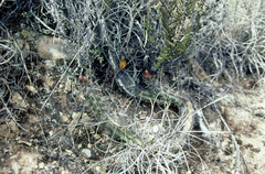 Corryocactus squarrosus
