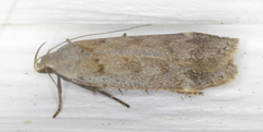 Anacampsis innocuella