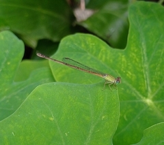 Ceriagrion olivaceum
