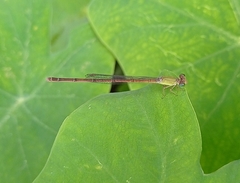 Ceriagrion olivaceum