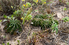 Echinopsis oxygona
