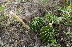 Echinopsis oxygona