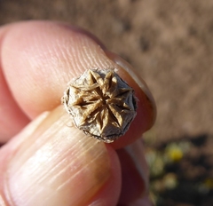 Malephora latipetala