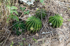 Echinopsis oxygona